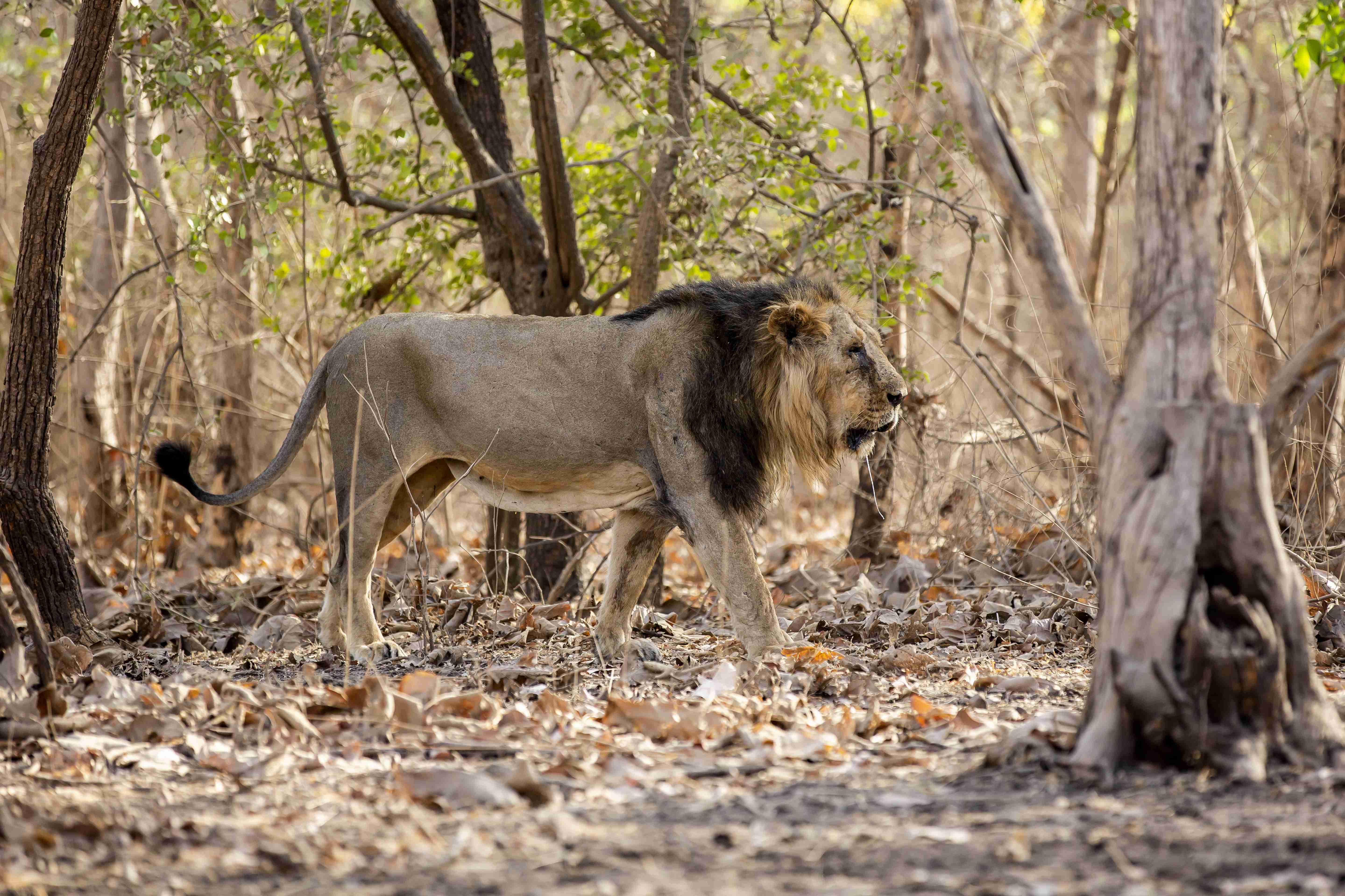 Gir Safari Experience