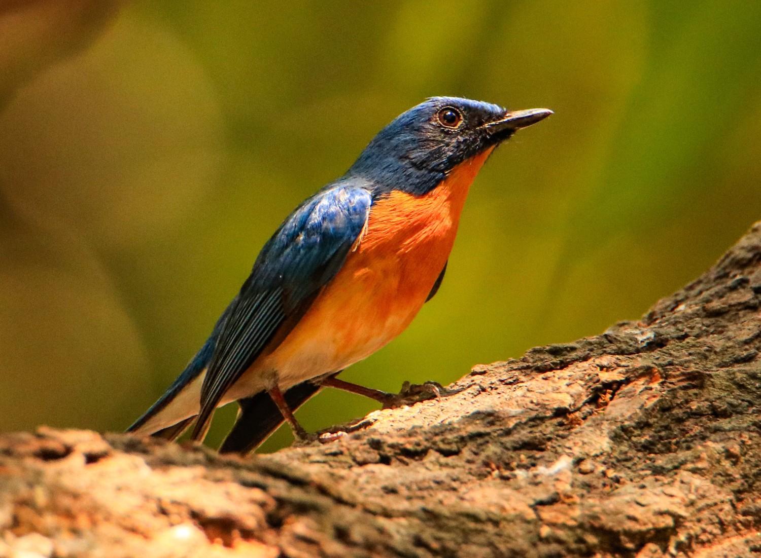 Tickell’s Blue Flycatcher