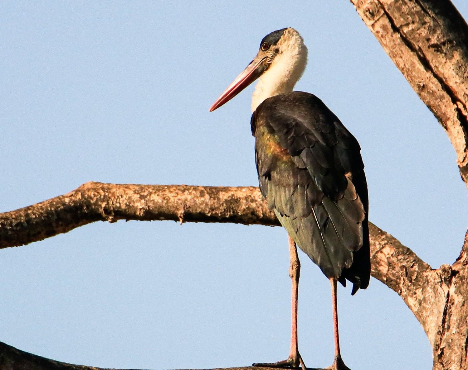 Woolly-Necked Stork