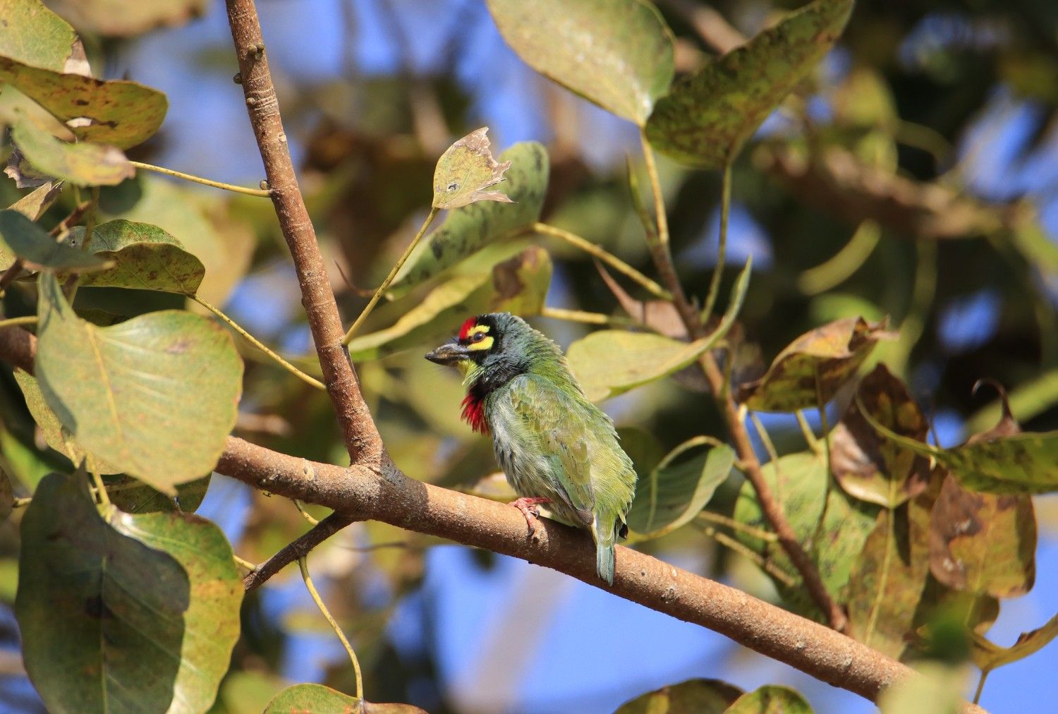 Coppersmith Barbet