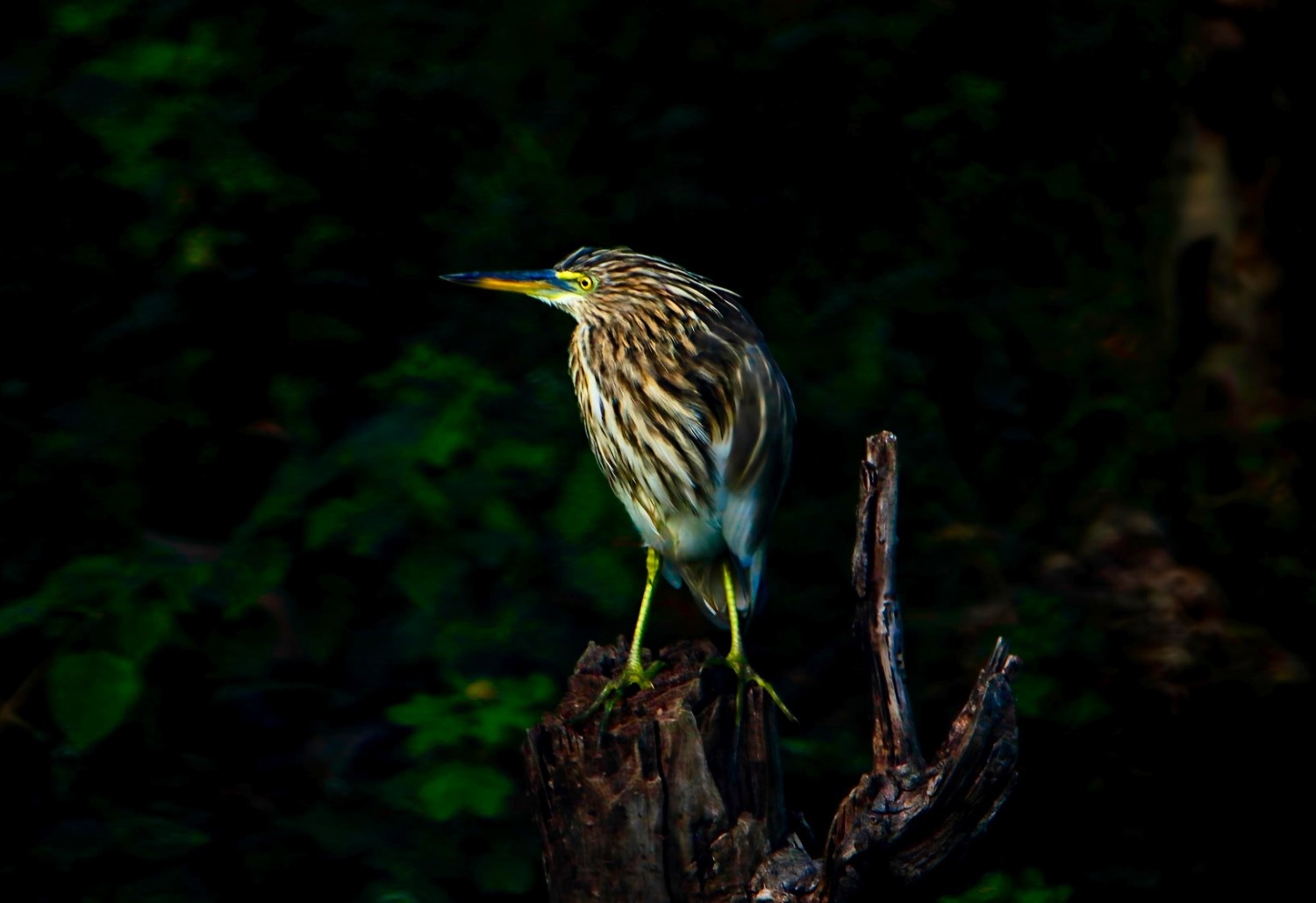 Pond Heron