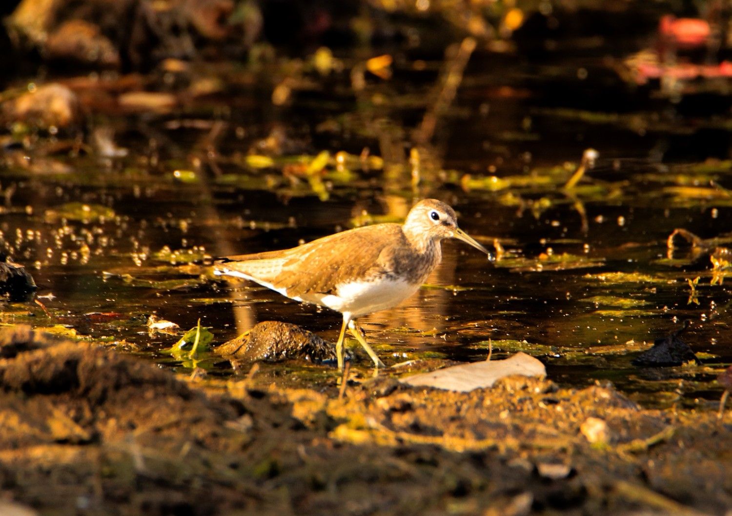 Sandpiper