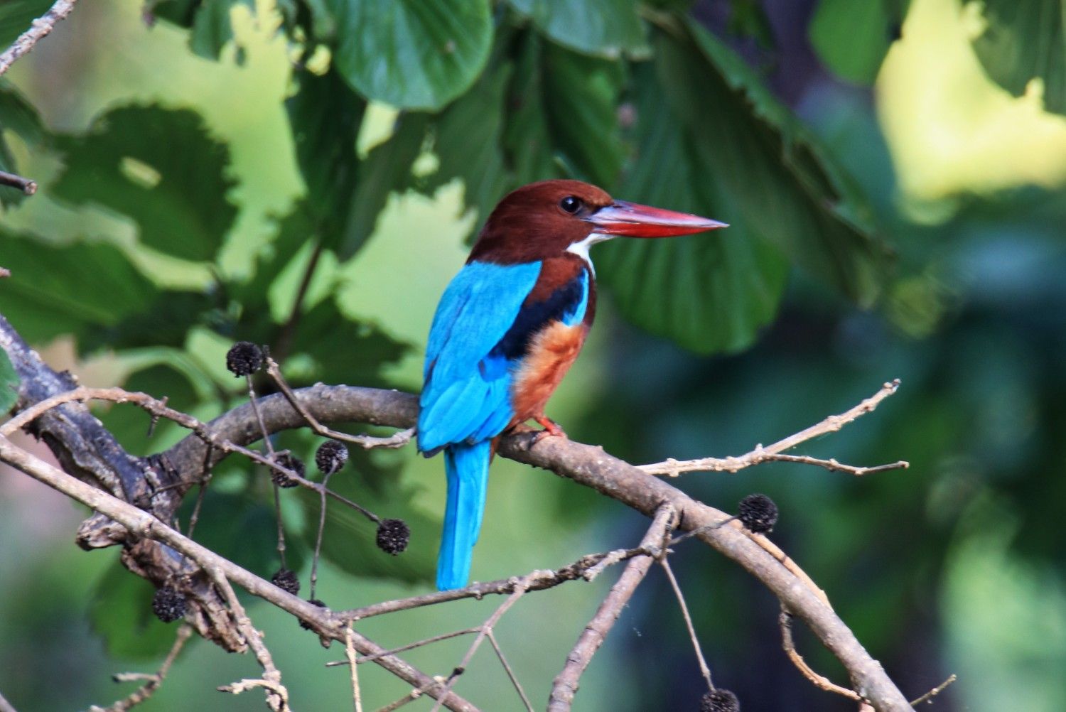 White-Throated Kingfisher